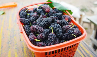 水果保鲜放冰箱 这四种放里面,保鲜不成还会坏掉,那就可惜了