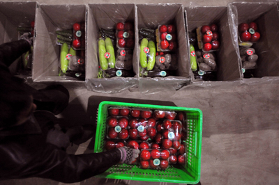 兰州榆中:&ldquo;礼品蔬菜&rdquo;提升产业档次