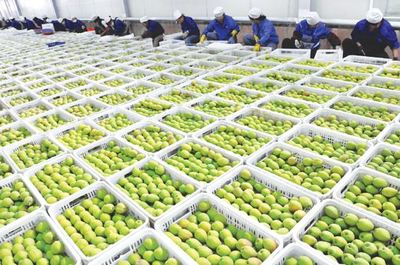 库尔勒香梨冷库储存方法及保鲜效果详解