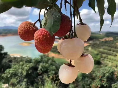 荔枝大年快递业迎来寄递高峰，科技助力水果保鲜