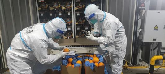 既快又准!上海海关大数据智能比对应用助力水果&ldquo;保鲜&rdquo;通关