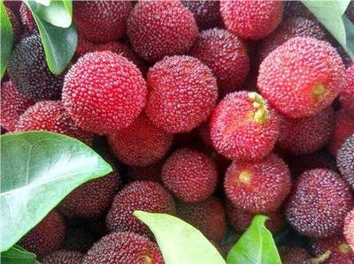 夏日水果中的“不速之客” 揭秘白色小虫与保鲜之道